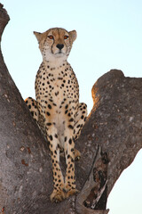 Gepard auf Baum / Cheetah in tree / Acinonyx jubatus © Ludwig