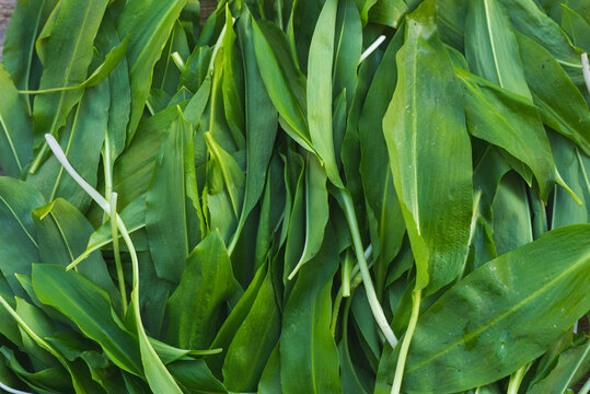 Full frame photo of wild garlic