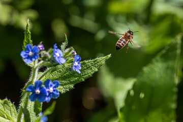 bee on a flower