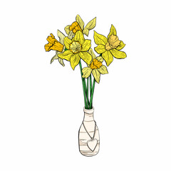 Hand drawing narcissus. Mother's day. Botanical line drawing