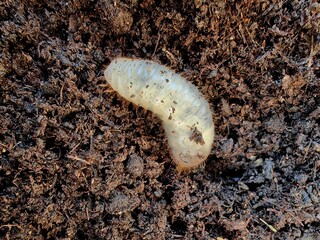 
White chafer grub against the background of the soil. Larva of the May beetle. Agricultural pest