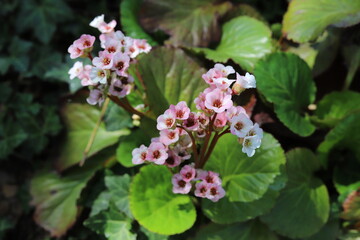 Elephants ears with large, glossy leaves and many purple flowers. Bergenia crassifolia or cordifolia.