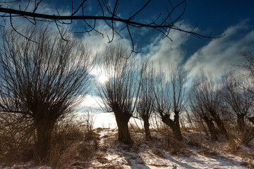 Zimowe wierzby na polu z gałęzią na pierwszym planie
