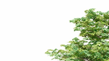 branches tree isolated on white background, Use for visualization in graphic design	
