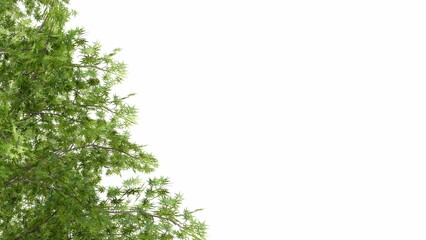 branches tree isolated on white background, Use for visualization in graphic design	
