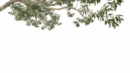 branches tree isolated on white background, Use for visualization in graphic design	
