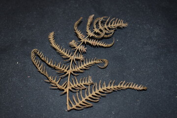 fern on a black background