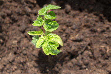 seedlings. young tomato sprouts grow on the windowsill before planting in the open ground in spring.