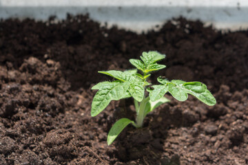 seedlings. young tomato sprouts grow on the windowsill before planting in the open ground in spring.