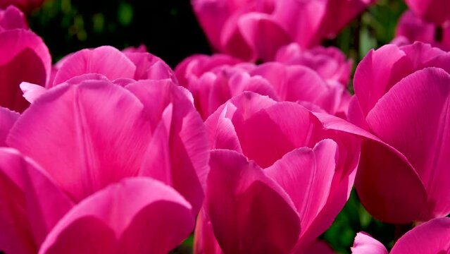 close-up beautiful flowers tulips Barcelona or Corolla in field festival in Canada British Columbia background for any text idea gift instead For text advertising tenderness