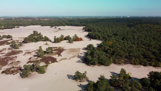Dunes and Forest