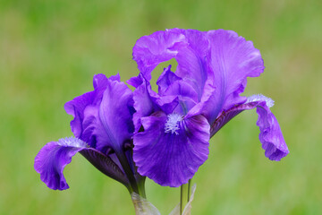 Dwarf Iris pumila flower in ornamental garden. Beautiful purple petals. Blurred natural green background