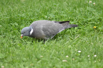Pigeon enjoying the freshly wet grass