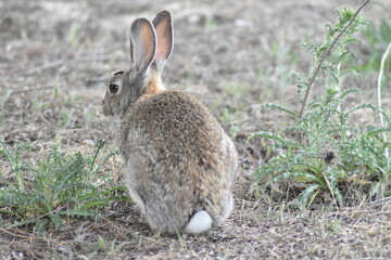 A wild rabbit sitting quietly in the middle of the meadow