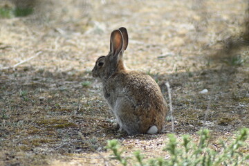 A wild rabbit sitting quietly in the middle of the meadow