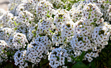 Sweet alyssum maritimum or Lobularia maritima white flowers with scent of honey.Alison blossoming in garden.Floral background.Selective focus.
