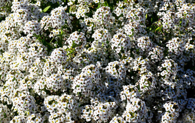 Sweet alyssum maritimum or Lobularia maritima white flowers with scent of honey.Alison blossoming in garden.Floral background.Selective focus.