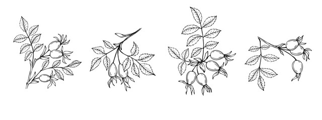Rosehip branch sketch set with berries.Vector graphics.