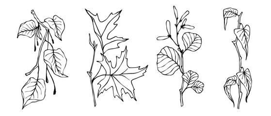 Set of sketches of various branches with leaves.Vector graphics.