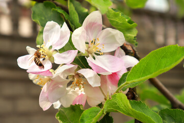 Close up view of pink blooming apple tree in spring time with bee