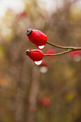 Hips. Berry red fruit of wild rose (Rosa canina) in autumn with raindrops