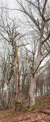 Fototapeta premium Old beech tree forest on mountain slope in early spring