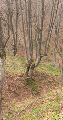 Old beech tree forest on mountain slope in early spring