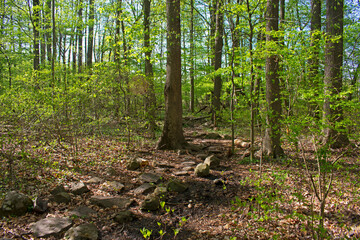 The sun's rays shine through the trees in a heavily wooded nature trail at Davidson Mill Pond Park on a bright spring day -02