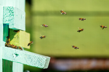 Bees fly in and out of the hive. They work and collect nectar to make honey
