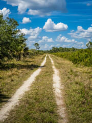 Fototapeta na wymiar Hiking, biking trail in Deer Prairie Creek Preserve on s summer blue sky white cloud day in Venice in Southwest Florida USA