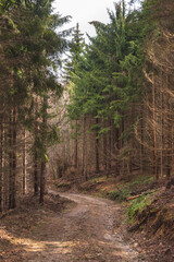 Old pine forest on mountain slope in early spring