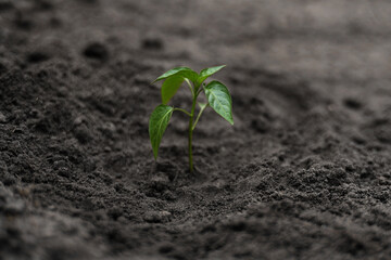 Planting green young seedling of plant pepper in a brown soil. Young fresh sprout in greenhouse or outdoors. Spring garden activity. Concept of agriculture, gardening. Copy space pace, macro, close up
