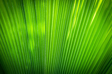 Close up of a Guadalupe Palm Leaf in Grand Cayman - 599392809