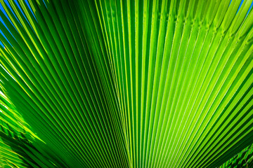 Close up of a Guadalupe Palm Leaf in Grand Cayman - 599392895
