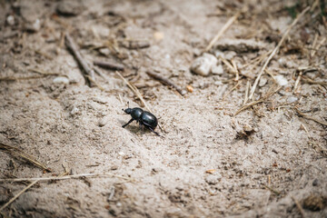 dung beetle crawling trough the sand 