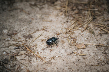 dung beetle crawling trough the sand 