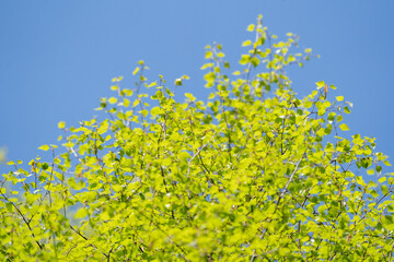 fresh green spring birch tree blue sky green leaves 