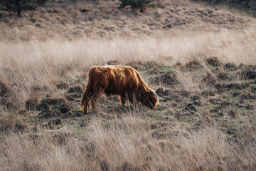 three Scottish Highlander in nature area field during sunset