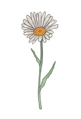 White daisy Spring flower Ink and watercolor botanical illustration Hand painted clipart for creating wedding invitations, greeting cards, announcement Botanical design element