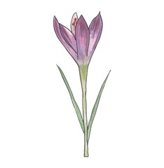 Pink crocus Spring flower Ink and watercolor botanical illustration Hand painted clipart for creating wedding invitations, greeting cards, announcement Botanical design element