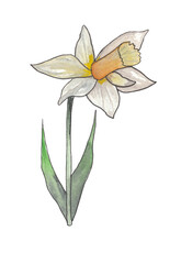 Narcissus Spring flower Ink and watercolor botanical illustration Hand painted clipart for creating wedding invitations, greeting cards, announcement Botanical design element
