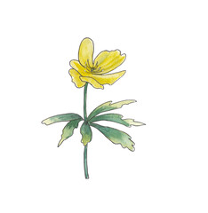 Yellow wood anemone Spring flower Ink and watercolor botanical illustration Hand painted clipart for creating wedding invitations, greeting cards, announcement Botanical design element
