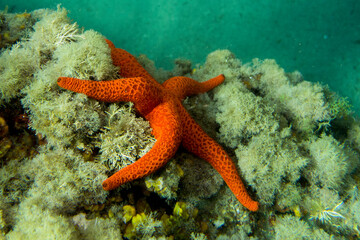 Estrella de mar. Echinaster sepositus.