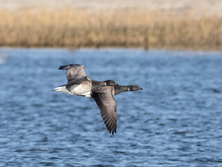 A pair of Pale-bellied Brant in flight over the water