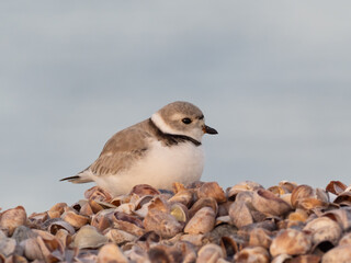 An adult Piping Plover perched on a shell beach with the ocean in the background