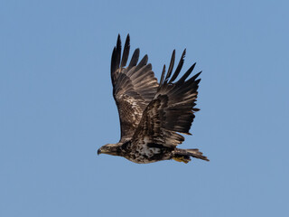 An immature Bald Eagle in flight with a fish in its talons