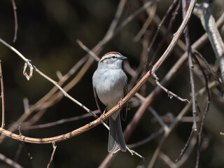 An adult Chipping Sparrow in fresh spring plumage