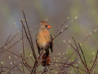 An adult female Northern Cardinal in bright sunlight