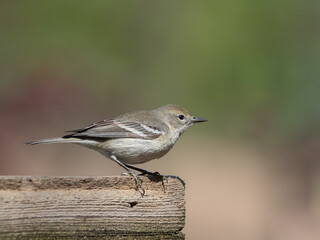 Close up of a perched immature female pine warbler