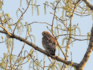 An adult Red-shouldered Hawk perched in a treetop and searching for prey